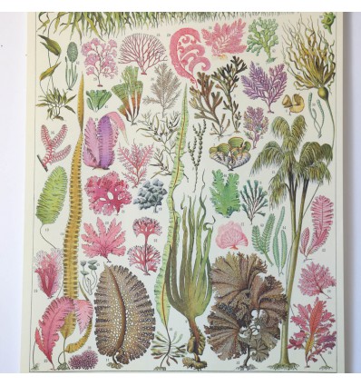 Affiche pédagogique algues - Cavallini & Co