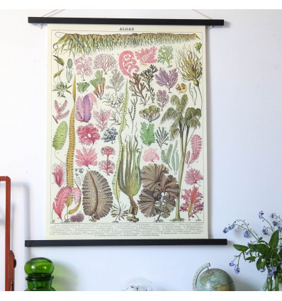 Affiche pédagogique algues - Cavallini & Co