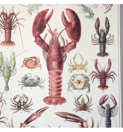 Affiche Crustacés - Cavallini & Co