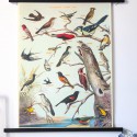 Affiche vintage oiseaux Audubon - Cavallini & Co