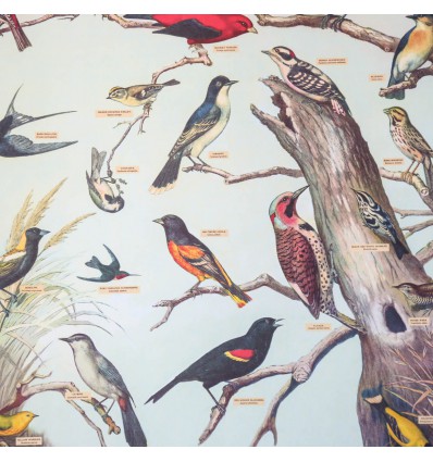 Affiche vintage oiseaux Audubon - Cavallini & Co