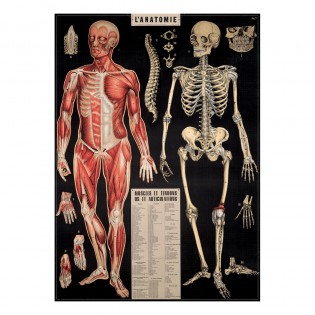 Affiche Anatomie