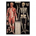 Affiche Anatomie