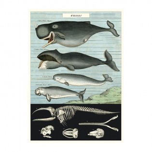 Affiche baleines - Cavallini & Co