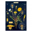 Affiche pédagogique Dandelion pissenlit - Cavallini & Co