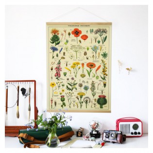 Affiche fleurs Spécimens sauvages - Cavallini & Co 2