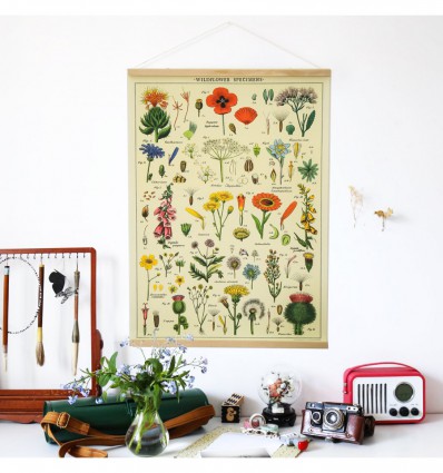 Affiche fleurs Spécimens sauvages - Cavallini & Co
