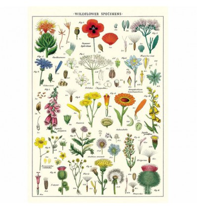 Affiche fleurs Spécimens sauvages - Cavallini & Co