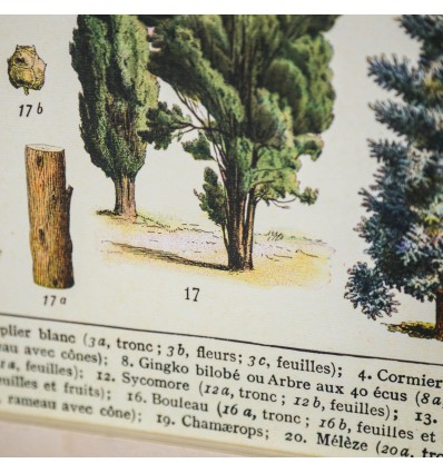 Affiche arbres de la forêt rétro - Cavallini