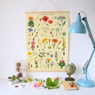 Affiche fleurs Spécimens sauvages - Cavallini & Co