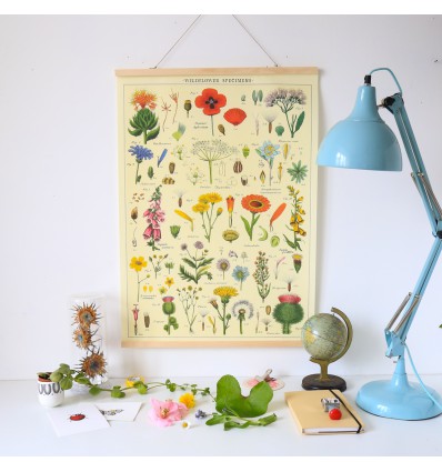 Affiche fleurs Spécimens sauvages - Cavallini & Co