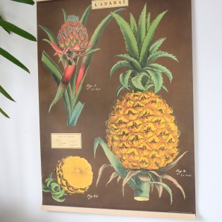 Affiche rétro ananas - Cavallini 2