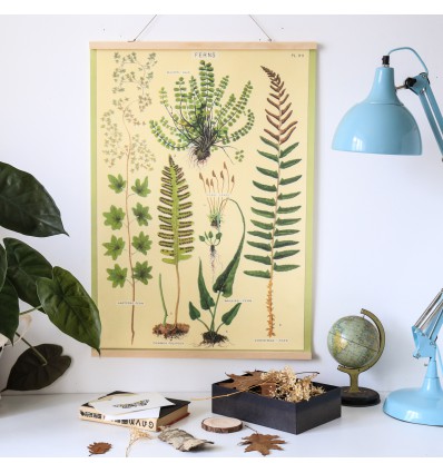 Affiche pédagogique fougères - Cavallini