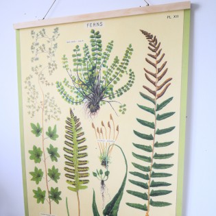 Affiche pédagogique fougères - Cavallini 2