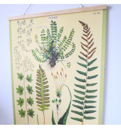 Affiche pédagogique fougères - Cavallini