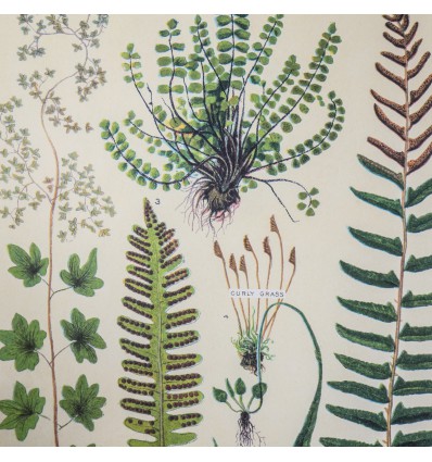 Affiche pédagogique fougères - Cavallini