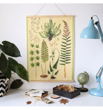 Affiche pédagogique fougères - Cavallini