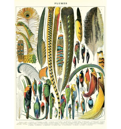 Affiche pédagogique Plumes - Cavallini & Co