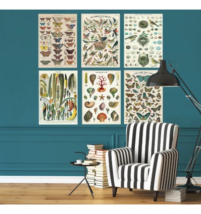 Affiche pédagogique Plumes - Cavallini & Co