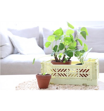 Mini caisse AY-KASA lime cream