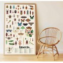 Poster & stickers Insectes - Poppik