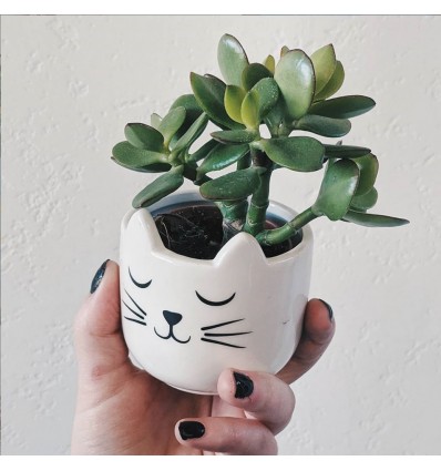 Mini pot pour plante chat - Sass & Belle