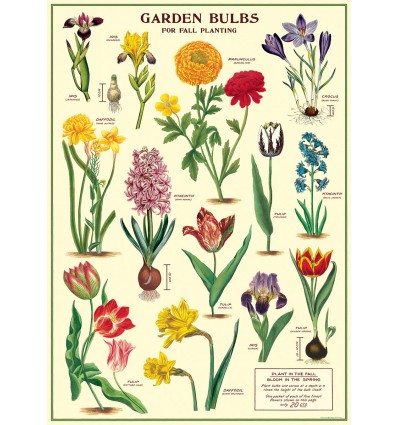 Affiche Bulbes du Jardin - Cavallini & Co