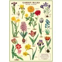 Affiche Bulbes du Jardin - Cavallini & Co
