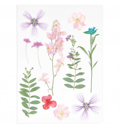 Fleurs pressées Rose Violet - Rico Design