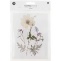 Fleurs pressées Blanc Violet - Rico Design