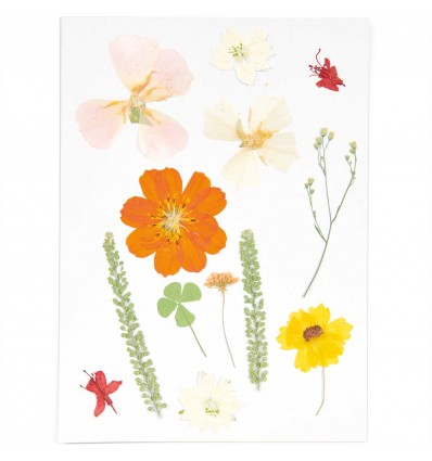 Fleurs pressées Nature Orange - Rico Design