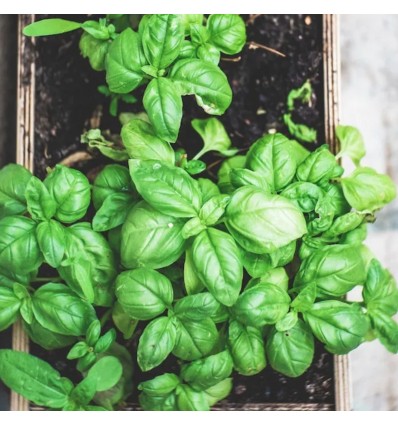 Carte à planter "Roi des papas" - la fabrique à sachets