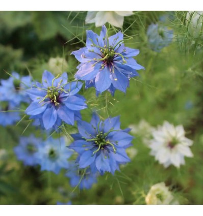 Graines à planter "Happy You" - La Fabrique à Sachets