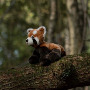 Peluche Panda roux - Animigos