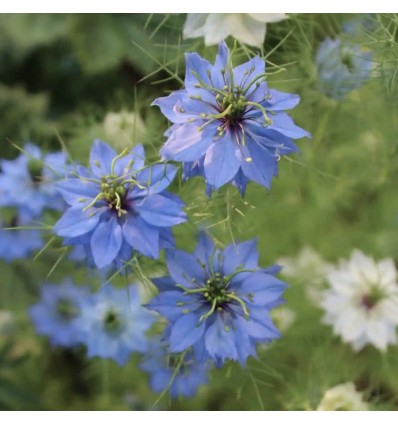 Graines à planter "Mon coeur Mon Amour" - La Fabrique à Sachets