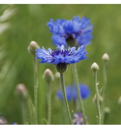 Graines à planter "Amour, gloire et bleuets" - La Fabrique à Sachets