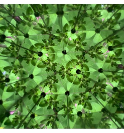 Kaleidoscope Huckleberry - Kikkerland