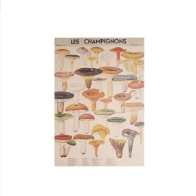 Affiche Champignons Rétro - Cavallini & Co