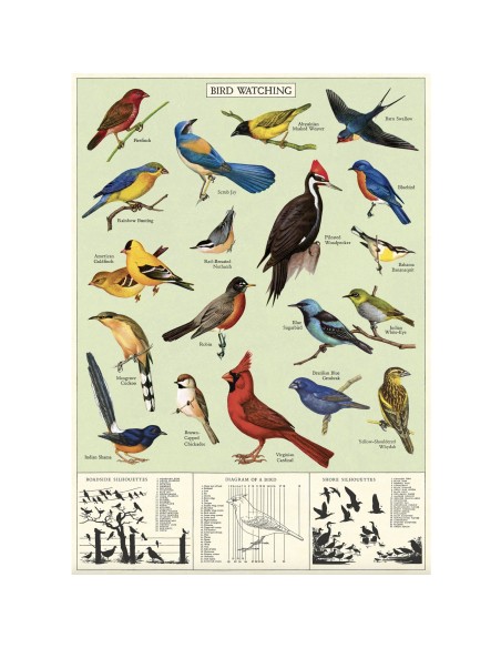Affiche Oiseaux Cardinal - Cavallini & Co