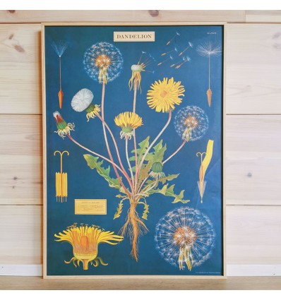 Affiche pédagogique Dandelion pissenlit - Cavallini & Co