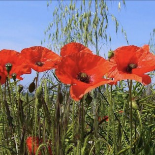 Graines à planter "Maman d'amour" - La Fabrique à Sachets 2