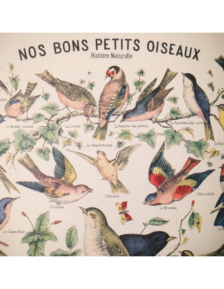 Affiche Oiseaux rétro vintage - Cavallini & Co