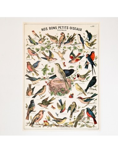 Affiche Oiseaux rétro vintage - Cavallini & Co